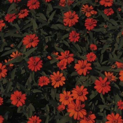 单机的打鱼游戏